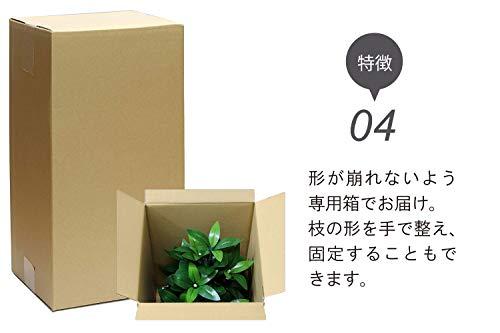 Buy Just like the real thing Shikimi Shikibi artificial flower