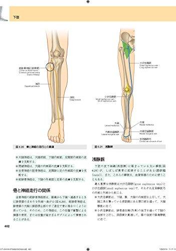 グレイ解剖学 原著第３版-