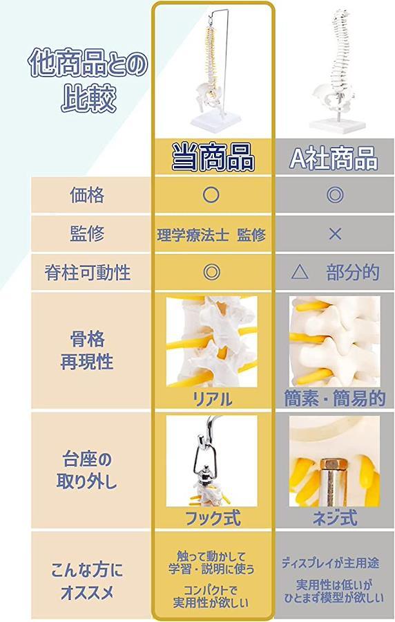 1/2サイズなのに高精度かつグニャと背骨を動かせるミニ脊柱人体模型 約45cm 骨模型 骨格標本 可動する股関節 女性骨盤 台座付き