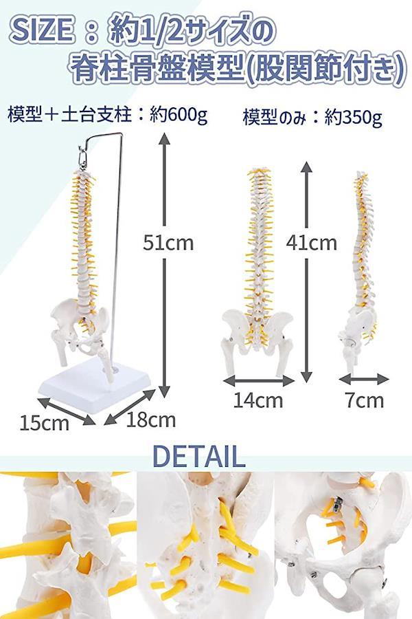 1/2サイズなのに高精度かつグニャと背骨を動かせるミニ脊柱人体模型 約45cm 骨模型 骨格標本 可動する股関節 女性骨盤 台座付き