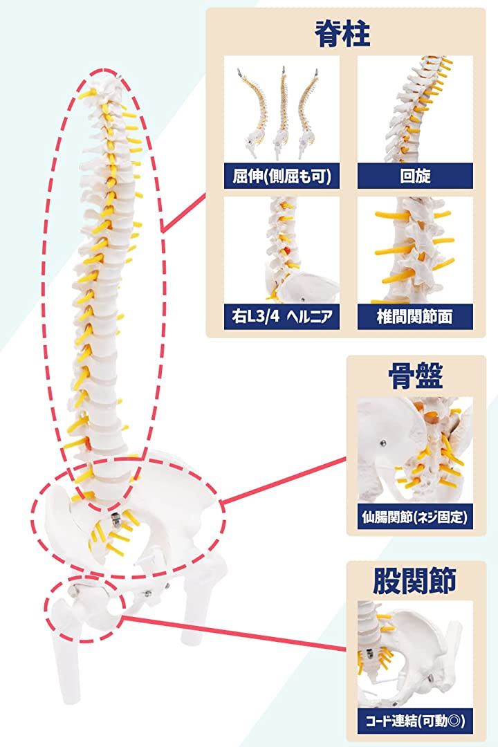 1/2サイズなのに高精度かつグニャと背骨を動かせるミニ脊柱人体模型 約45cm 骨模型 骨格標本 可動する股関節 女性骨盤 台座付き