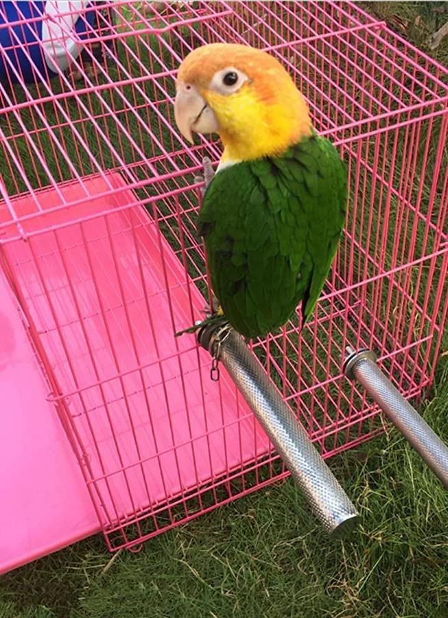 Parrot Wizard - Parrot Nail Trimmer Stone, A Nail File for Birds