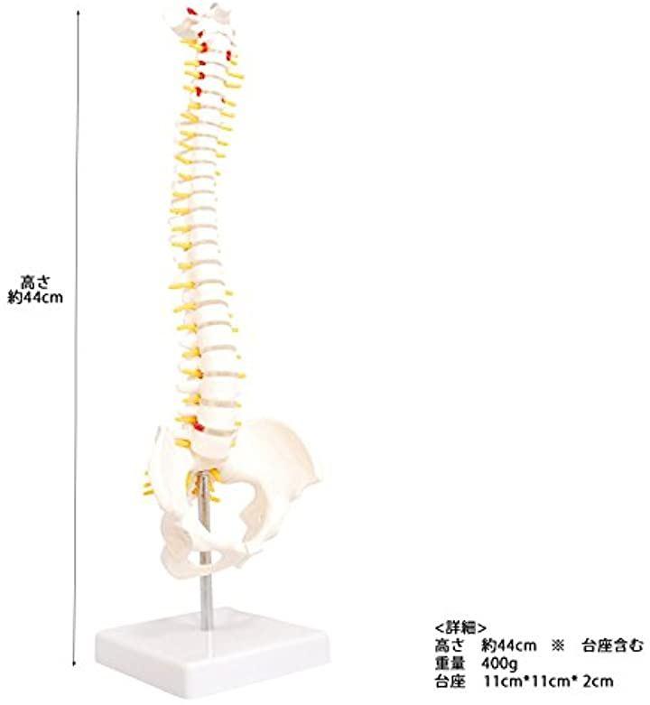 人体模型 骨格モデル 約80cm！カイロ！整体！ エステ！オステ