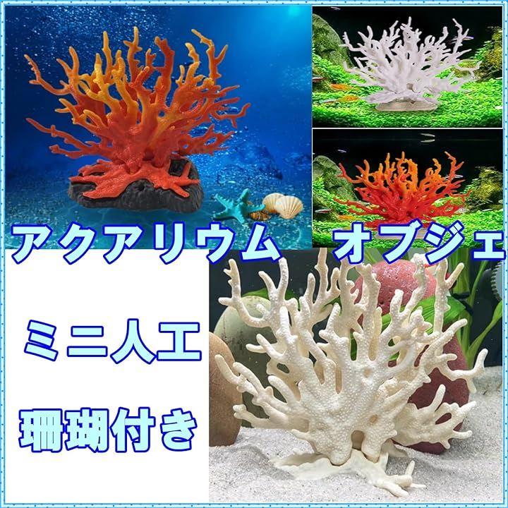 天然 特大 白化サンゴ 珊瑚 白サンゴ 菊目石 園芸 水草 アクアリウム