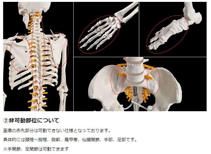 新品未使用】KIYOMARU リアルで再現性の高い1/2サイズの全身骨格