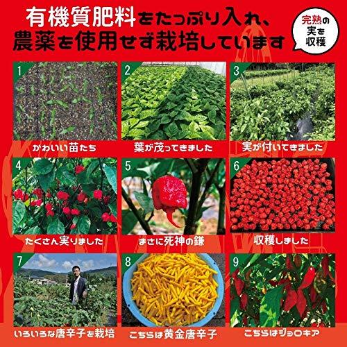 Zenplus Nanami Trading Domestic Highest Quality Charolipa Crew g For Refill Carolina Reaper Guinness Certified World S Hottest Chili Pepper Price Buy Nanami Trading Domestic Highest Quality Charolipa Crew g For Refill