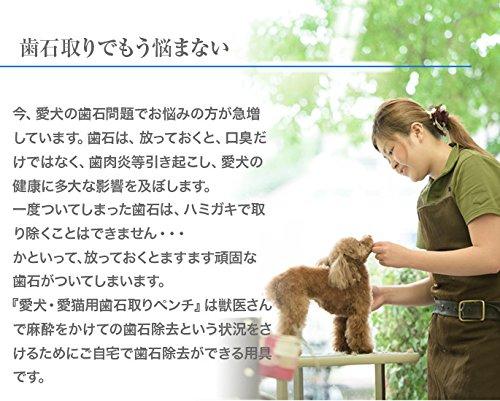 防振マット延長保証付 愛犬愛猫用歯石取りペンチ スケーラー 先細 平型3点セット 歯垢 Offクーポンget ペット ペットグッズ Swimcleveland Com