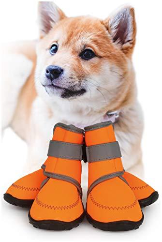 Dog 2024 trainers shoes