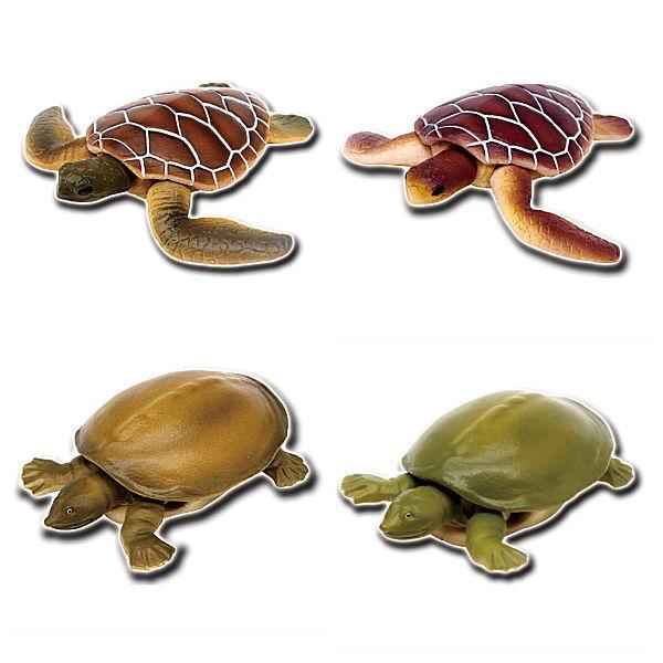 Buy Playable Biological Figure Series Turtles of the World 1 [Assorted ...